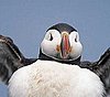 Puffin Having Fun at Montreal's Biodome