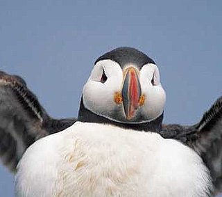 Puffin Having Fun at Montreal's Biodome