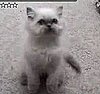 Cat Doesn't Want to Be Combed