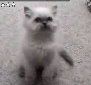 Cat Doesn't Want to Be Combed