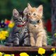 kitandkaboodle