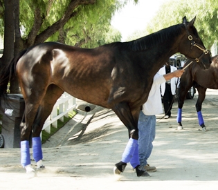 Zenyatta wins Lady's Secret - heads to the Breeders Cup