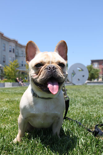 Samson in Hayes Valley 