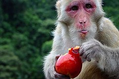 Stop Monkeying Around and Wear Sunscreen Stop Monkeying Around and Wear Sunscreen