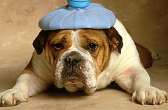 Being Overweight is More of a Headache Than You Think Being Overweight is More of a Headache Than You Think
