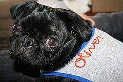 Cute Alert: Oliver Is Gettin' Mesmo-rized... Cute Alert: Oliver Is Gettin' Mesmo-rized...
