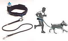 Get in Gear: Cardio Canine