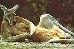 Product-Day-Kangaroo-Scrotum-Bottle-Opener.jpg