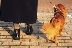 Walkies Are Good for Humans Too Walkies Are Good for Humans Too