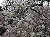 Sugar Shout Out: Happy Spring!