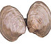 Clams