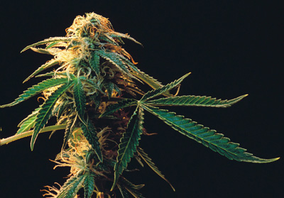 Pot Vending Machines Installed in LA