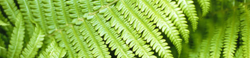 Green Thumb: Household Plants Clean Your Air