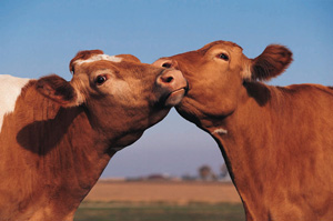 Beef Recalls: Caused by Chronic Staff Shortages?