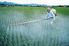 12 Foods With High Amounts of Pesticides