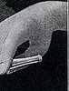 WTF?! Double Barrel Cigarette Holder