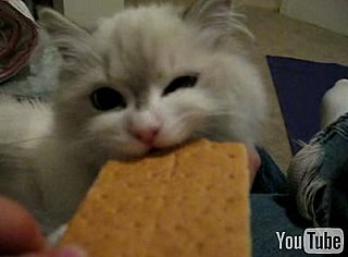 Cat Eats Cracker