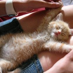 Kitten Bellies