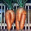 Porno Carrots