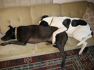 Dogs Spooning