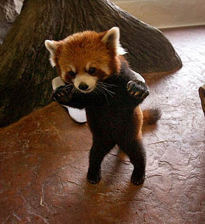 Cute Alert: Red Panda on Tippy-Toes