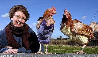 Hens Wear Jumpers Woman Knit for Them