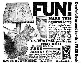 Make a Squirrel Lamp