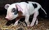 Cute Alert: Valentine the Piglet