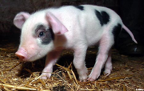 ValentinePigSWNS_468x294 ValentinePigSWNS_468x294