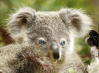 Blue-Eyed Koala Bear