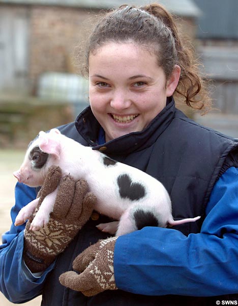 pig pig