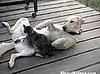 Cat Massages Dog
