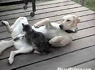 Cat Massages Dog