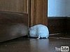 Hamster Tries to Get in Door