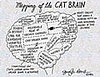 Cat Brain Map