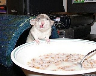 Mouse Eats Breakfast