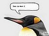 French Penguin — He Is Cute, No?