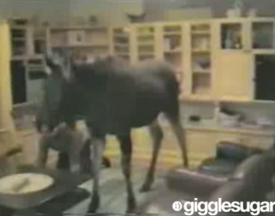 Moose Lives in a House