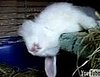 Bunny Sleeping