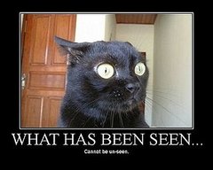 Surprised Cat