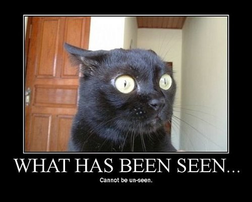 Surprised Cat