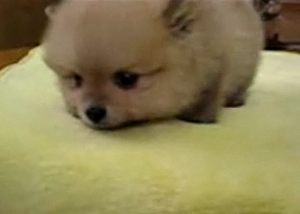 Puppy Whimpers