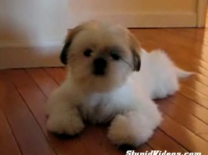 Cute Puppy