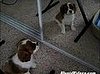 Puppy Afraid of Mirror Reflection