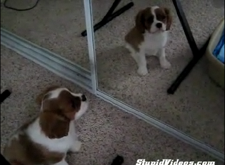 Puppy Afraid of Mirror Reflection