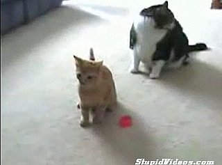 Cat Is a Laser Freak