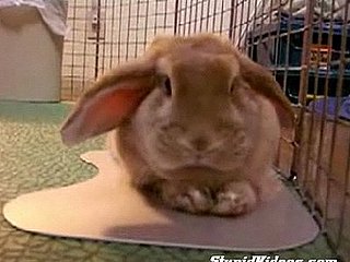 Cute Rabbit