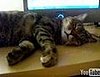 Happy Caturday! 
