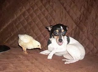 Puppy Loves Chicks