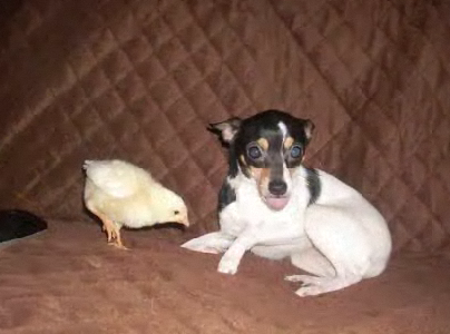 Puppy Loves Chicks